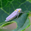 Plant Hopper