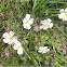  Helianthemum apenninum (Perdiguera blanca?)