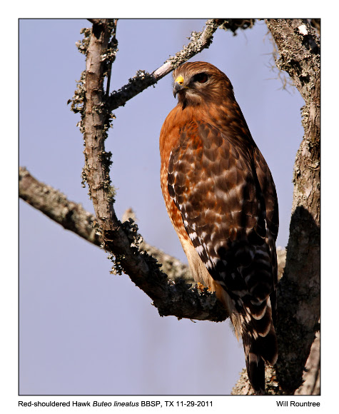 Spotting Image 1