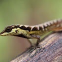 Notopholis Anole