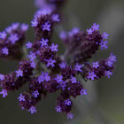 Purpletop Vervain