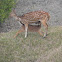 Chital