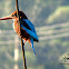 White-throated Kingfisher