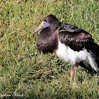 Abdim's Stork