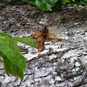 Thirteen Year Cicada (Brood XIX) 