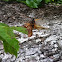 Thirteen Year Cicada (Brood XIX) 
