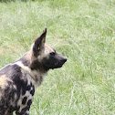 African Wild Dog