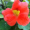 garden nasturtium, Indian cress or monks cress