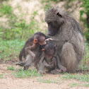 Chacma baboon