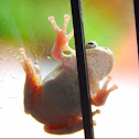 Grey tree frog