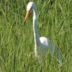 Great Egret