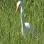 Great Egret