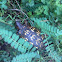 Eastern box turtle