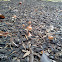 uncertain fungi
