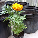 Marigold