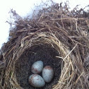 Dark-eyed Junco Eggs