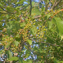 Chokecherry