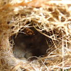 Sunbird's  Nest