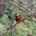 Northern Cardinal