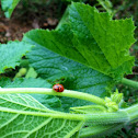 Multicolored Asian lady beetle