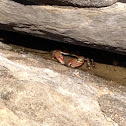 Crab