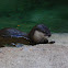 Asian small-clawed otter