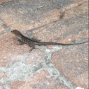Brown Anole