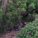 Rabbits