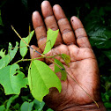 Indian Stick Insect