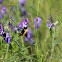 Tufted Vetch