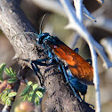Tarantula Hawk