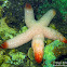 Sea Star