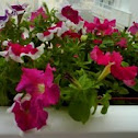 PETUNIA