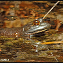 American Bullfrog