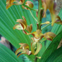 Govenia