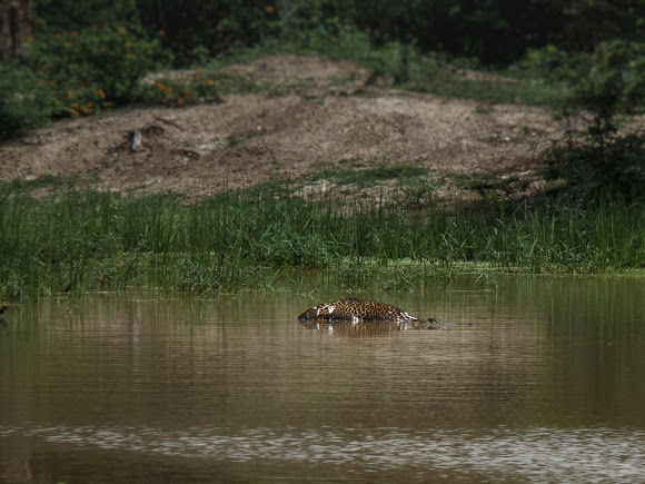 Spotting Image 1