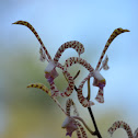 Arachnis Orquidea