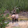 Elk-Moose-Mountain Goat of the Rockies - Colorado, Utah, Wyoming
