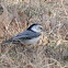 White-breasted Nuthatch
