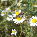 Eristalis hoverfly