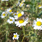 Eristalis hoverfly
