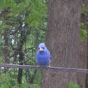 Blue Grosbeak