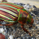 Jewel Scarab