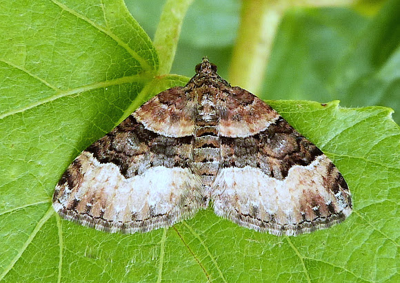 Spotting Image 1