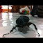 Rhinoceros beetle