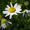 German Chamomile