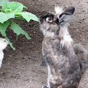 Lionhead, Conejo cabeza de león
