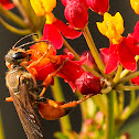 Great Golden Digger Wasp