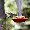 Ruby-throated Hummingbird