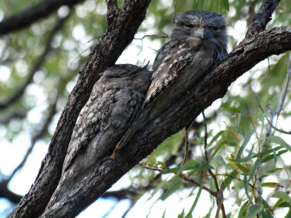 Spotting Image 1